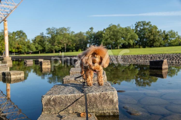 夏の公園で散歩するトイプードル トイプードル,トイプー,夏の写真素材
