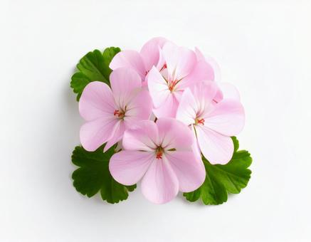 ゼラニウムの花 ゼラニウムの花の写真