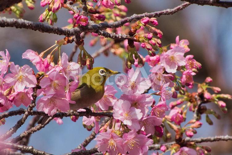 ピンクの河津桜とキュートなメジロ　７ 桜,河津桜,春の写真素材