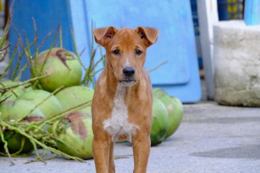 タイの路上の犬 タイの路上の犬 犬,子犬,植物の写真素材