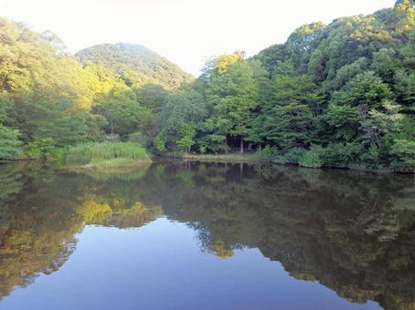 夏の朝のミクルマ池 夏の朝のミクルマ池の写真