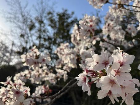 映え 映え 春,フラワー,flowerの写真素材