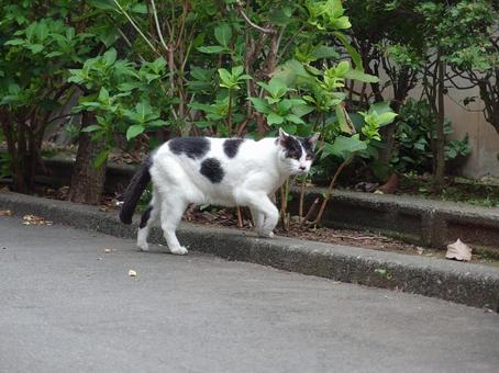 公園の縁石を歩く白黒の猫 猫,ネコ,ねこの写真素材
