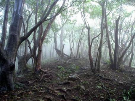 高見山 幻想 高見山 幻想の写真