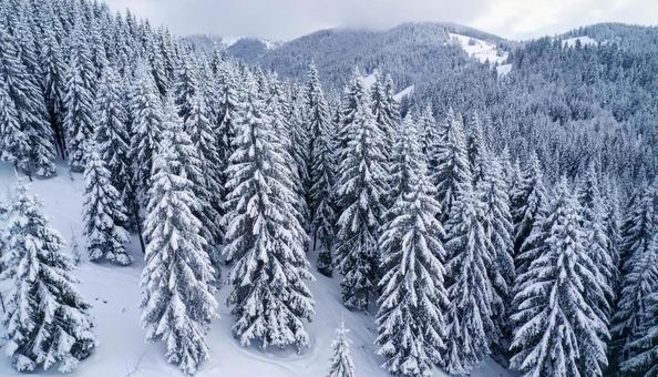 雪の中の森林 針葉樹 雪の中の森林 針葉樹の写真