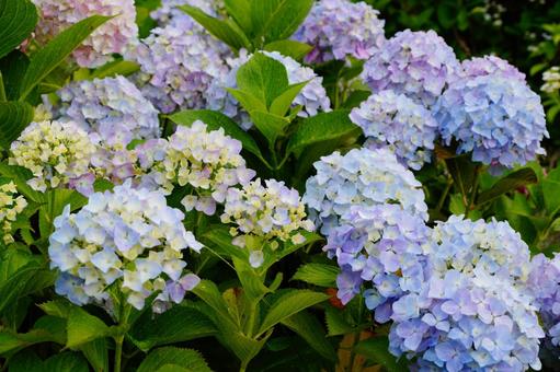 アジサイの花 アジサイの花 紫陽花,植物,6月の写真素材