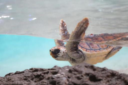 アカウミガメ 亀,カメ,ウミガメの写真素材