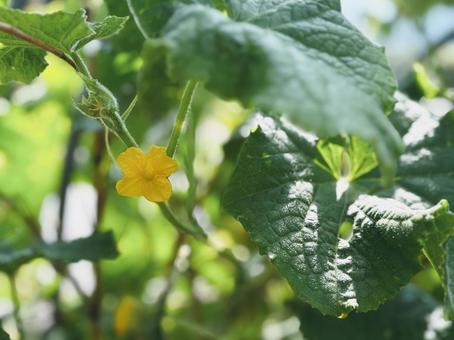 Photo, cucumber flowers, yellow, vegetables, 