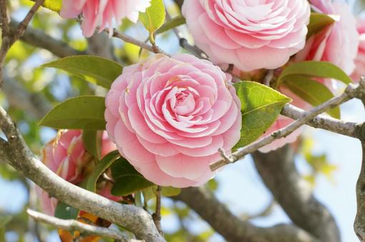 ピンクお花の写真