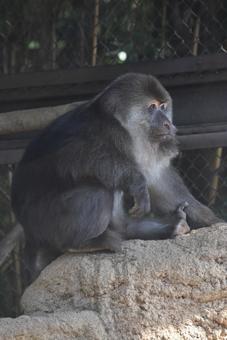 サル サルの写真