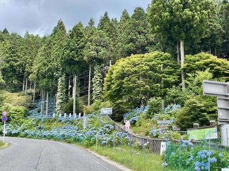 Wakayama Drive-in Hanazono Hydrangea Garden, JPG