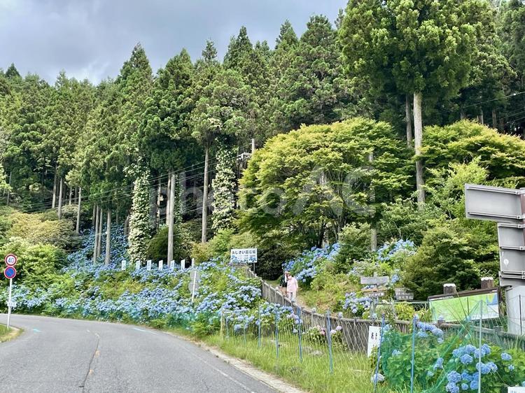 和歌山　ドライブイン花園あじさい園 ドライブイン花園あじさい園,紫陽花,あじさいの写真素材