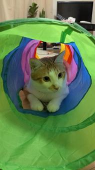 ねこ 猫,茶白,動物の写真素材