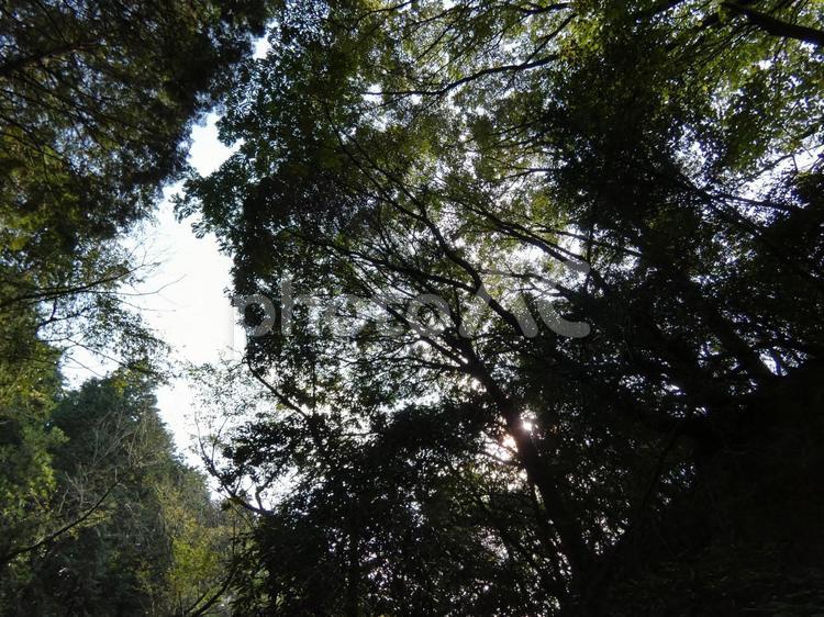 木々の隙間から見える空 自然,山,木の写真素材