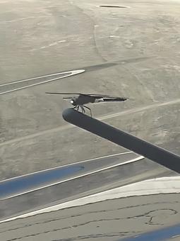Photo, vehicle, car, pseudothemis dragonfly, 