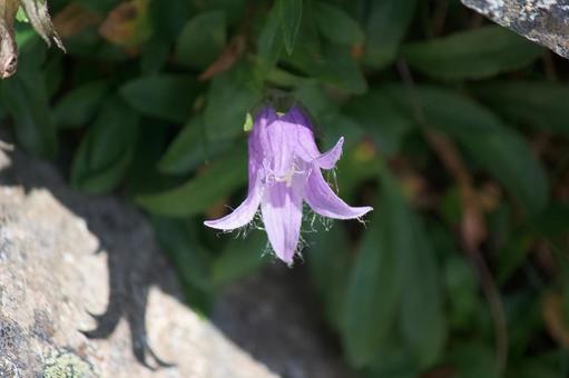 Photo, chishimagikyo, alpine plants, capsule, 