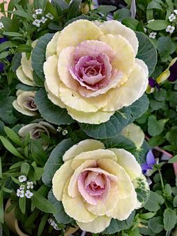 葉ボタン　観葉植物 園芸,ガーデニング,冬の写真素材