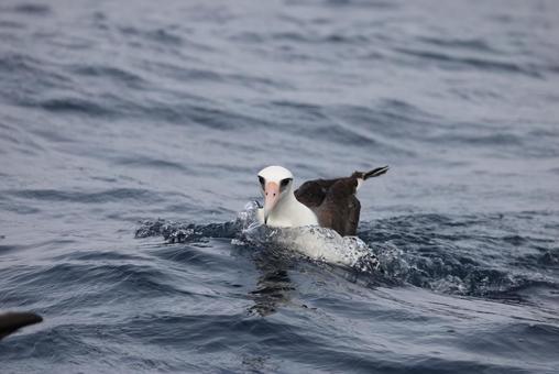 コアホウドリ コアホウドリの写真