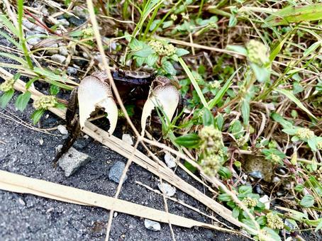 草むらに潜むカニ 蟹,植物,自然の写真素材