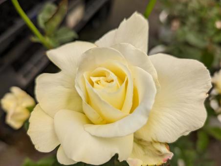上からのバラ 上からのバラ 薔薇,バラ,クリーム色の写真素材
