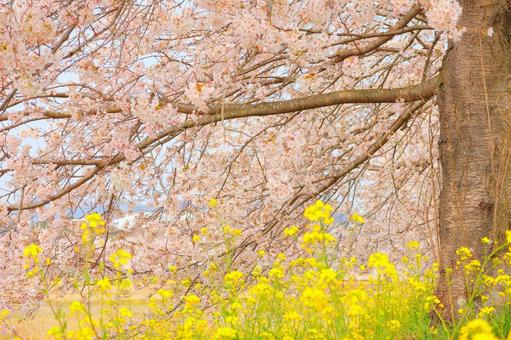 満開の桜と菜の花 満開の桜と菜の花の写真