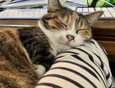 猫の寝顔 猫の寝顔 猫,ねこ,catの写真素材