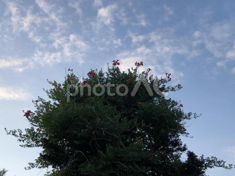 空と木と花 木,空,風景の写真素材