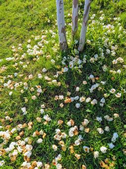 落花 落花の写真