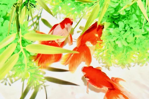 水槽を泳ぐ金魚と水草 水槽を泳ぐ金魚と水草 金魚,魚,生き物の写真素材