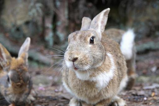 広島県大久野島の灰色のウサギ4 うさぎ,卯,フリー素材の写真素材