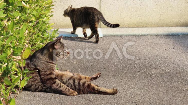 休憩タイムを終えパトロールを開始する猫 猫,キジトラ,仲間の写真素材