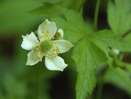 アネモネ・ムルチフィダの写真