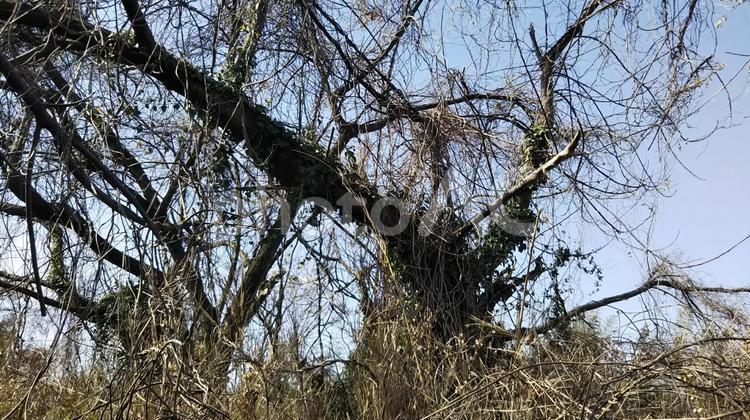 樹木   樹木,見上げる,空の写真素材
