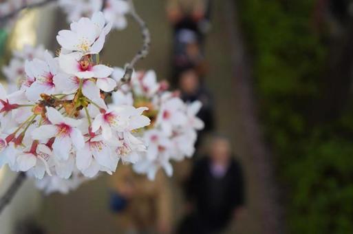桜 桜の写真
