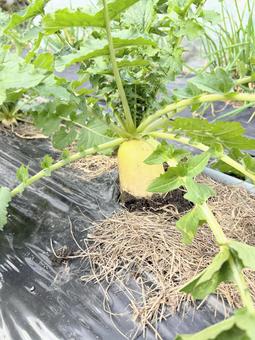 畑で育つ大根 大根,畑,家庭菜園の写真素材