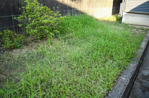 庭を覆う雑草のイメージ 雑草,草むしり,放置の写真素材