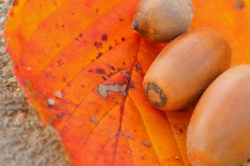 Autumn leaves and acorns, JPG
