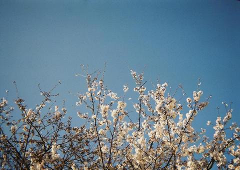 空と桜 空と桜の写真