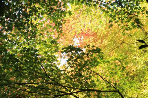 紅葉のグラデーション 紅葉のグラデーションの写真
