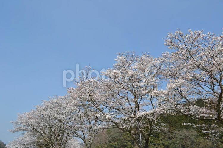 桜並木① 桜,sakura,桜並木の写真素材