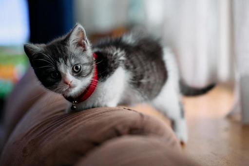 ソファーの背にのる子猫 ソファーの背にのる子猫,猫,子猫の写真素材