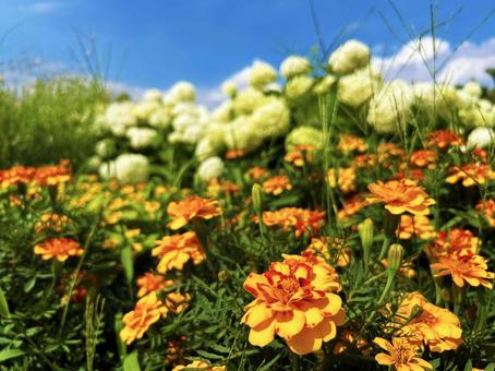 花壇に咲くマリーゴールド 空,マリーゴールド,花壇の写真素材