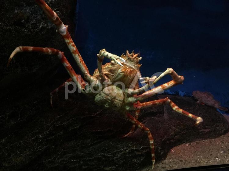 タカアシガニの舞い タカアシガニ,カニ,海の写真素材