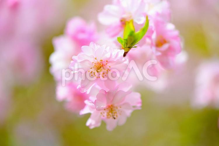 ピンク色が綺麗な　八重紅しだれ桜 八重紅枝垂れ,八重桜,桜の写真素材