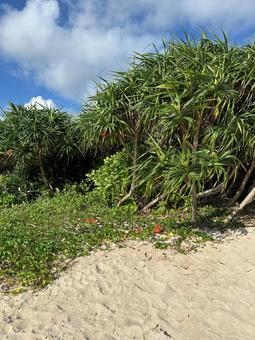 白い砂浜と南国の植物、青空 白い砂浜と南国の植物、青空の写真