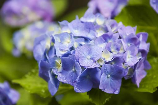 Hydrangea, JPG Hydrangea, JPG