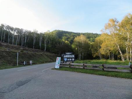 日本一美しい長野、八千穂高原の白樺群生地 日本一美しい長野、八千穂高原の白樺群生地の写真