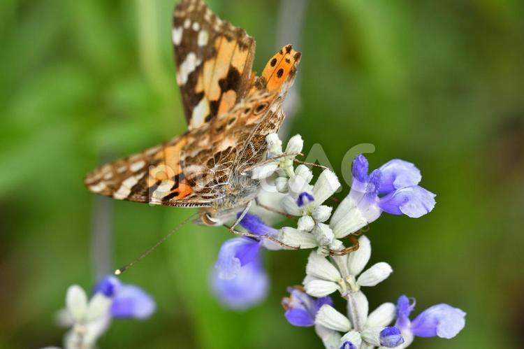 生き物　昆虫　ヒメアカタテハ 生き物,昆虫,蝶の写真素材