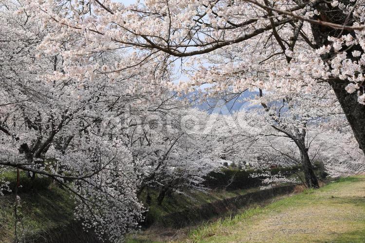 和らぎの道に咲く満開の桜 桜,さくら,サクラの写真素材