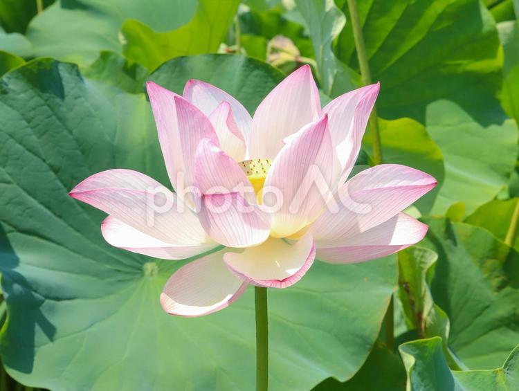 蓮（ハス） 蓮,ハス,大輪の写真素材
